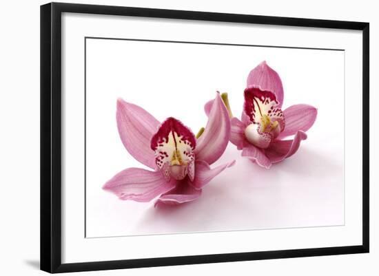 Beautiful Couple Pink Orchid Blossoms Isolated on a White-Apollofoto-Framed Photographic Print