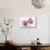 Beautiful Couple Pink Orchid Blossoms Isolated on a White-Apollofoto-Mounted Photographic Print displayed on a wall