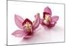 Beautiful Couple Pink Orchid Blossoms Isolated on a White-Apollofoto-Mounted Photographic Print