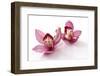 Beautiful Couple Pink Orchid Blossoms Isolated on a White-Apollofoto-Framed Photographic Print