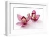 Beautiful Couple Pink Orchid Blossoms Isolated on a White-Apollofoto-Framed Photographic Print