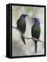 Beautiful Couple-Jacqueline Hammer-Framed Stretched Canvas