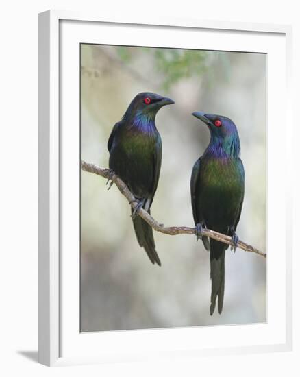 Beautiful Couple-Jacqueline Hammer-Framed Photographic Print