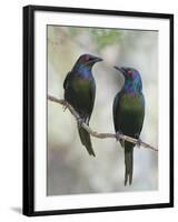 Beautiful Couple-Jacqueline Hammer-Framed Photographic Print