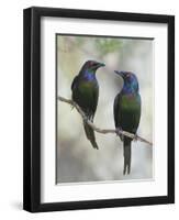 Beautiful Couple-Jacqueline Hammer-Framed Photographic Print