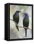 Beautiful Couple-Jacqueline Hammer-Framed Stretched Canvas
