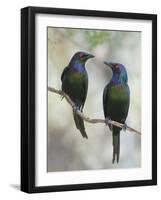 Beautiful Couple-Jacqueline Hammer-Framed Photographic Print