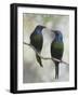 Beautiful Couple-Jacqueline Hammer-Framed Photographic Print