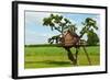 Beautiful Creative Tree House-Rony Zmiri-Framed Photographic Print