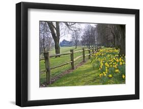 Beautiful Daffodil Covered Walkway through Forest Scene-Veneratio-Framed Photographic Print