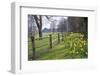 Beautiful Daffodil Covered Walkway through Forest Scene-Veneratio-Framed Photographic Print