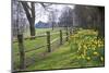 Beautiful Daffodil Covered Walkway through Forest Scene-Veneratio-Mounted Photographic Print