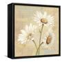 Beautiful Daisies II-Daphne Brissonnet-Framed Stretched Canvas