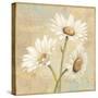 Beautiful Daisies II-Daphne Brissonnet-Stretched Canvas