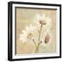 Beautiful Daisies II-Daphne Brissonnet-Framed Art Print