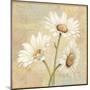 Beautiful Daisies II-Daphne Brissonnet-Mounted Art Print