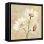 Beautiful Daisies II-Daphne Brissonnet-Framed Stretched Canvas