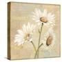 Beautiful Daisies II-Daphne Brissonnet-Stretched Canvas