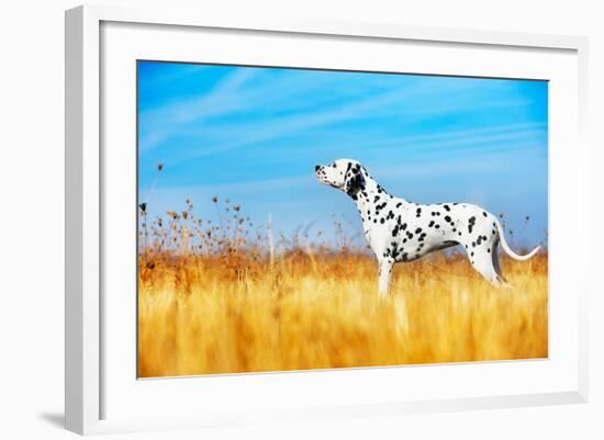 Beautiful Dalmatian Dog in a Field-Tatiana Katsai-Framed Photographic Print