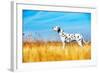 Beautiful Dalmatian Dog in a Field-Tatiana Katsai-Framed Photographic Print