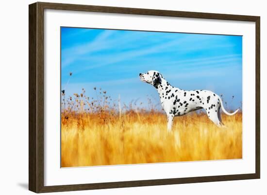 Beautiful Dalmatian Dog in a Field-Tatiana Katsai-Framed Photographic Print