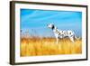 Beautiful Dalmatian Dog in a Field-Tatiana Katsai-Framed Photographic Print