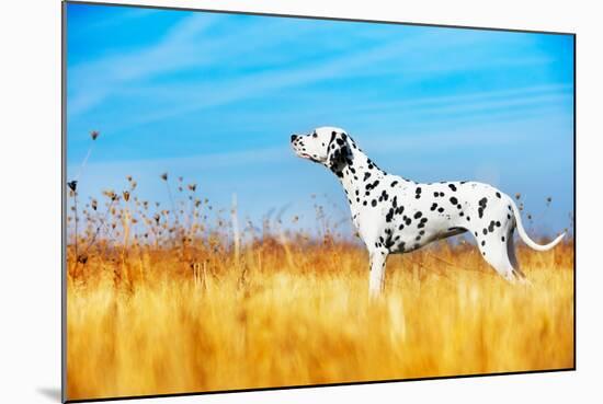 Beautiful Dalmatian Dog in a Field-Tatiana Katsai-Mounted Photographic Print