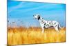 Beautiful Dalmatian Dog in a Field-Tatiana Katsai-Mounted Photographic Print