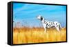 Beautiful Dalmatian Dog in a Field-Tatiana Katsai-Framed Stretched Canvas