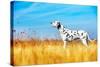 Beautiful Dalmatian Dog in a Field-Tatiana Katsai-Stretched Canvas