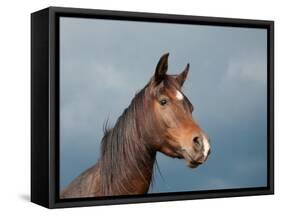 Beautiful Dark Bay Arabian Horse Against Stormy Skies-Sari ONeal-Framed Stretched Canvas