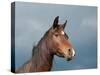 Beautiful Dark Bay Arabian Horse Against Stormy Skies-Sari ONeal-Stretched Canvas