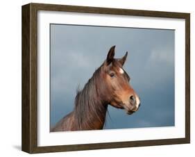 Beautiful Dark Bay Arabian Horse Against Stormy Skies-Sari ONeal-Framed Photographic Print