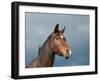 Beautiful Dark Bay Arabian Horse Against Stormy Skies-Sari ONeal-Framed Photographic Print