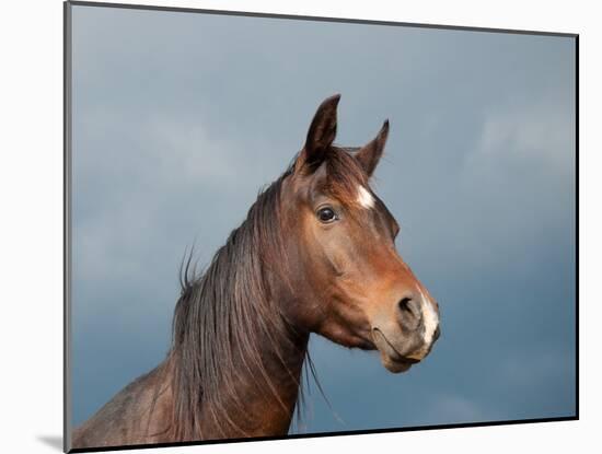 Beautiful Dark Bay Arabian Horse Against Stormy Skies-Sari ONeal-Mounted Photographic Print