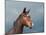 Beautiful Dark Bay Arabian Horse Against Stormy Skies-Sari ONeal-Mounted Photographic Print