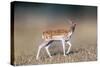 Beautiful Deer Portrait.-Bill Anastasiou-Stretched Canvas