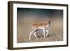 Beautiful Deer Portrait.-Bill Anastasiou-Framed Photographic Print