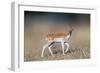 Beautiful Deer Portrait.-Bill Anastasiou-Framed Photographic Print