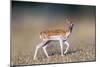 Beautiful Deer Portrait.-Bill Anastasiou-Mounted Photographic Print