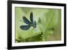 Beautiful demoiselle damselfly male, Peerdsbos, Brasschaat, Belgium. July-Bernard Castelein-Framed Photographic Print