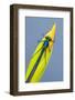 Beautiful demoiselle damselfly resting on Yellow iris, UK-Ross Hoddinott-Framed Photographic Print