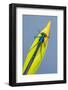 Beautiful demoiselle damselfly resting on Yellow iris, UK-Ross Hoddinott-Framed Photographic Print