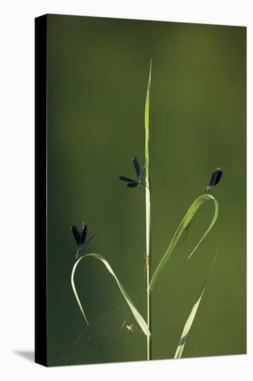 Beautiful Demoiselles and Spiders on Grass, Trebizat River, Bosnia and Herzegovina, May-della Ferrera-Stretched Canvas