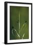 Beautiful Demoiselles and Spiders on Grass, Trebizat River, Bosnia and Herzegovina, May-della Ferrera-Framed Photographic Print