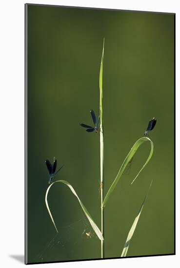 Beautiful Demoiselles and Spiders on Grass, Trebizat River, Bosnia and Herzegovina, May-della Ferrera-Mounted Photographic Print