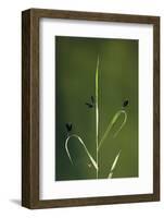 Beautiful Demoiselles and Spiders on Grass, Trebizat River, Bosnia and Herzegovina, May-della Ferrera-Framed Photographic Print