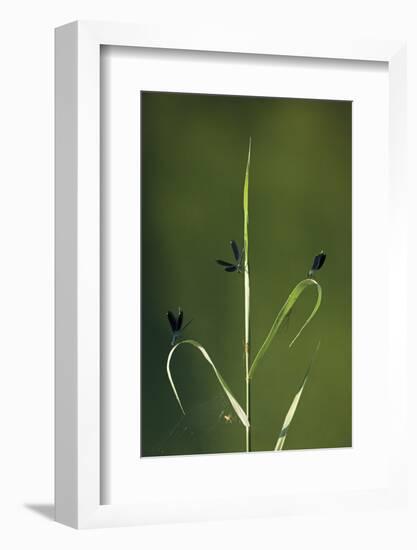 Beautiful Demoiselles and Spiders on Grass, Trebizat River, Bosnia and Herzegovina, May-della Ferrera-Framed Photographic Print