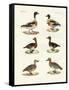 Beautiful Ducks-null-Framed Stretched Canvas
