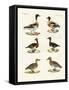 Beautiful Ducks-null-Framed Stretched Canvas